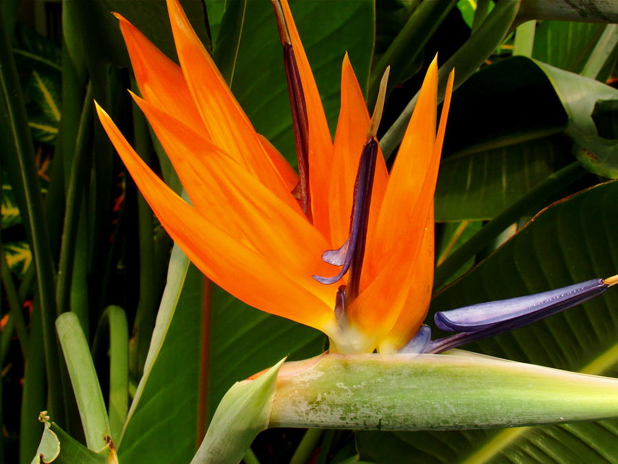 Bird Of Paradise Photograph by Rodney Lee Williams