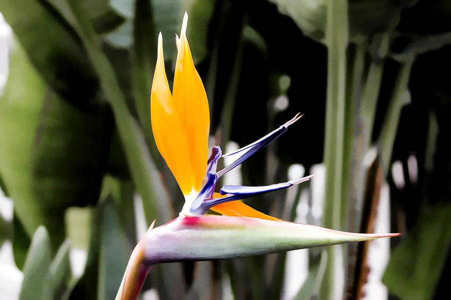 Bird of Paradise  Digital Art by Photographic Art by Russel Ray Photos