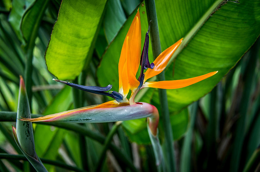 Flower Photograph - Bird of Paradise by Scott Mullin