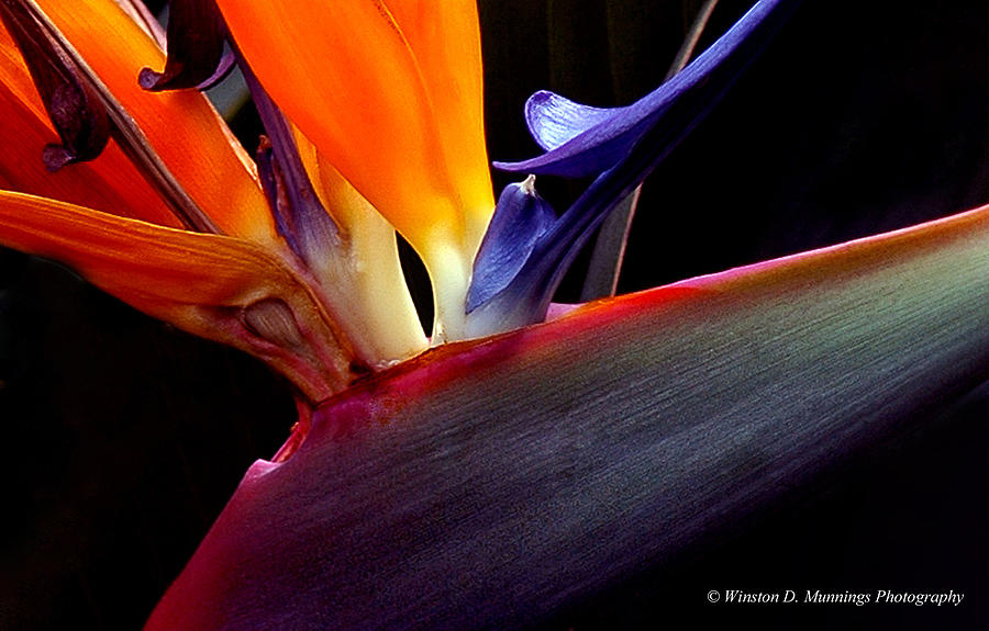 Bird of Paradise Flower  Photograph by Winston D Munnings