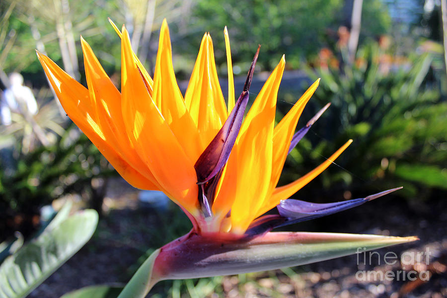 Bird of Paradise Photograph by Creative Solutions RipdNTorn