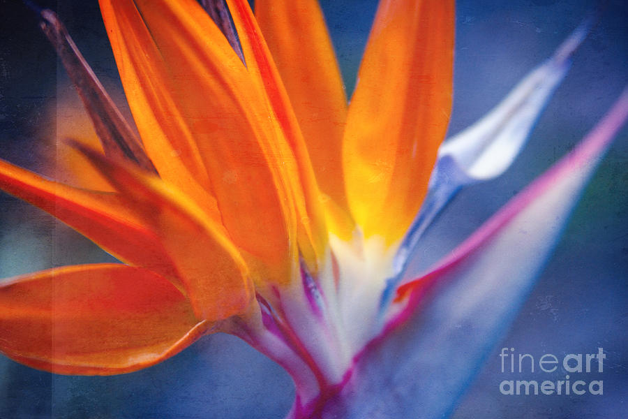 Bird of Paradise - Strelitzia reginae - Crane Flower Maui Hawaii Photograph by Sharon Mau