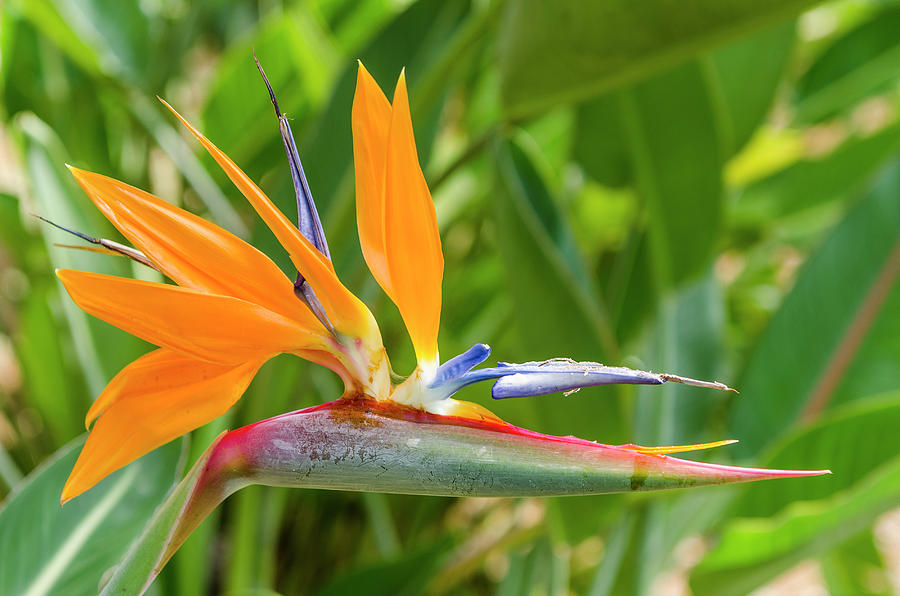 Bird Of Paradise (strelitzia Reginae Photograph by Michael Defreitas - Fine  Art America