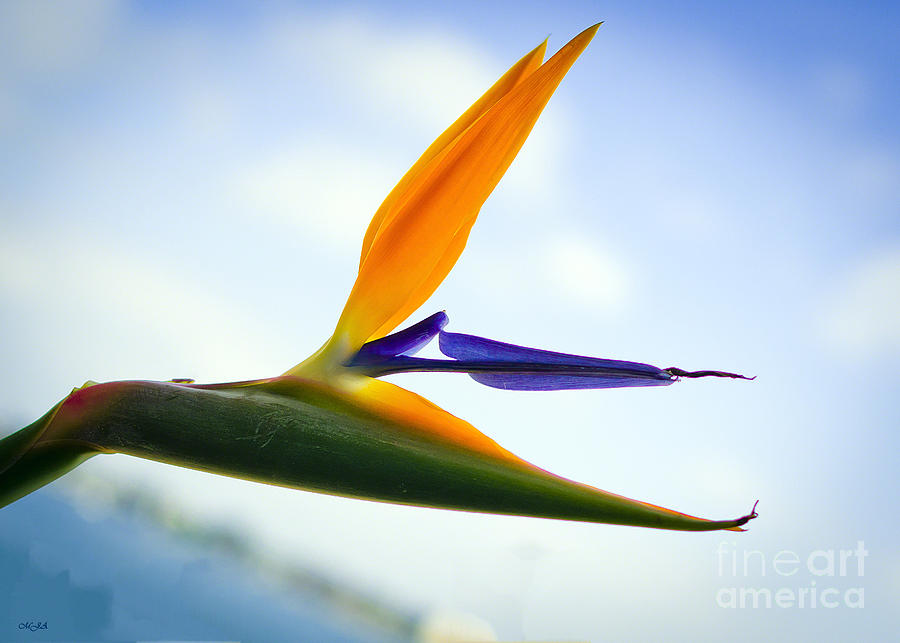 Nature Photograph - Bird of Paradise Taking Flight by Mary Jane Armstrong
