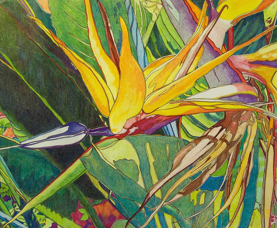 Bird of Paradise  Drawing by Terry Holliday