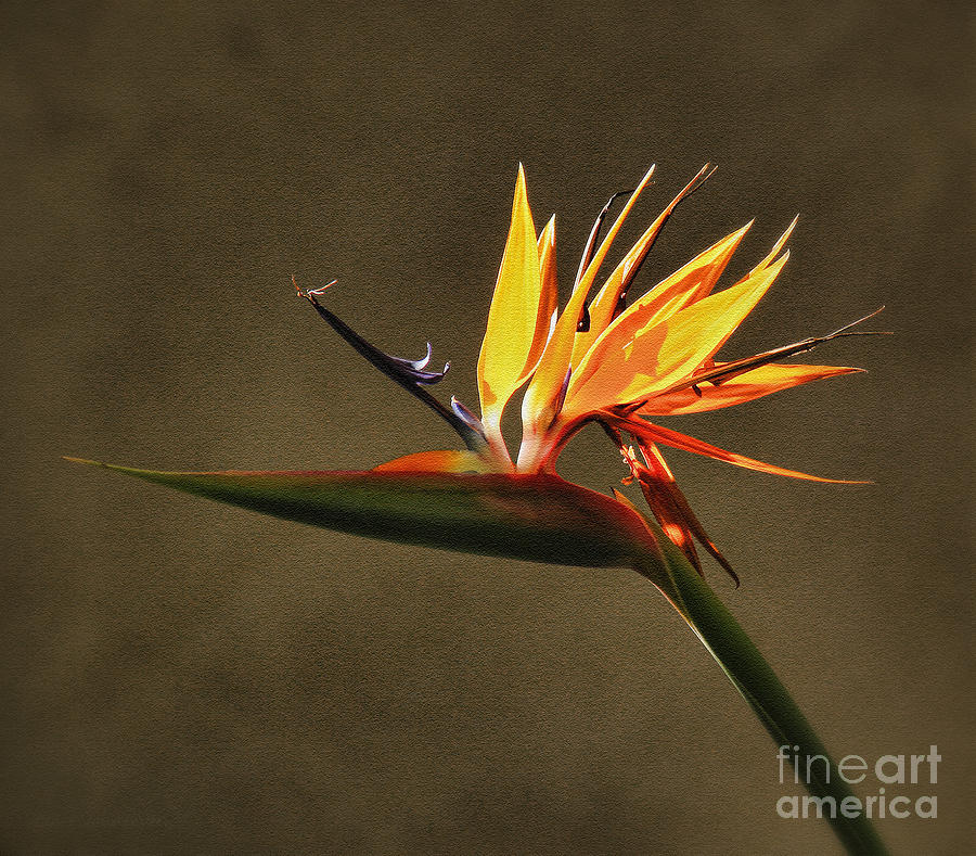 Bird of Paradise Textured Photograph by Clare VanderVeen