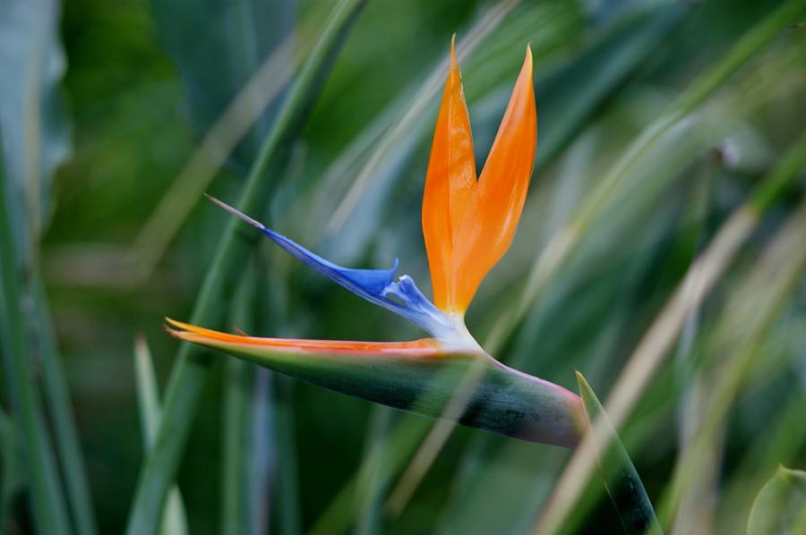 Bird of Paradise the Sequel Photograph by Valerie Beasley - Fine Art ...