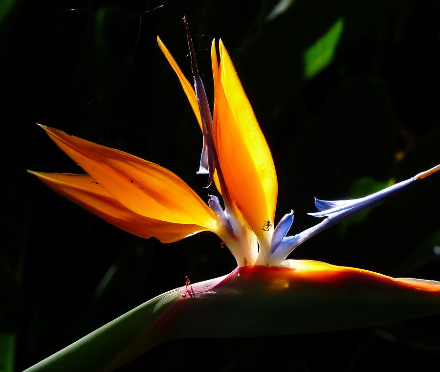 Bird of Paradise With Insect Photograph by Jeff Lowe