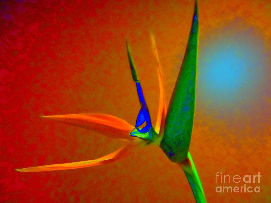 Bird Of Paradise With Orange Background Photograph by Susan Carella