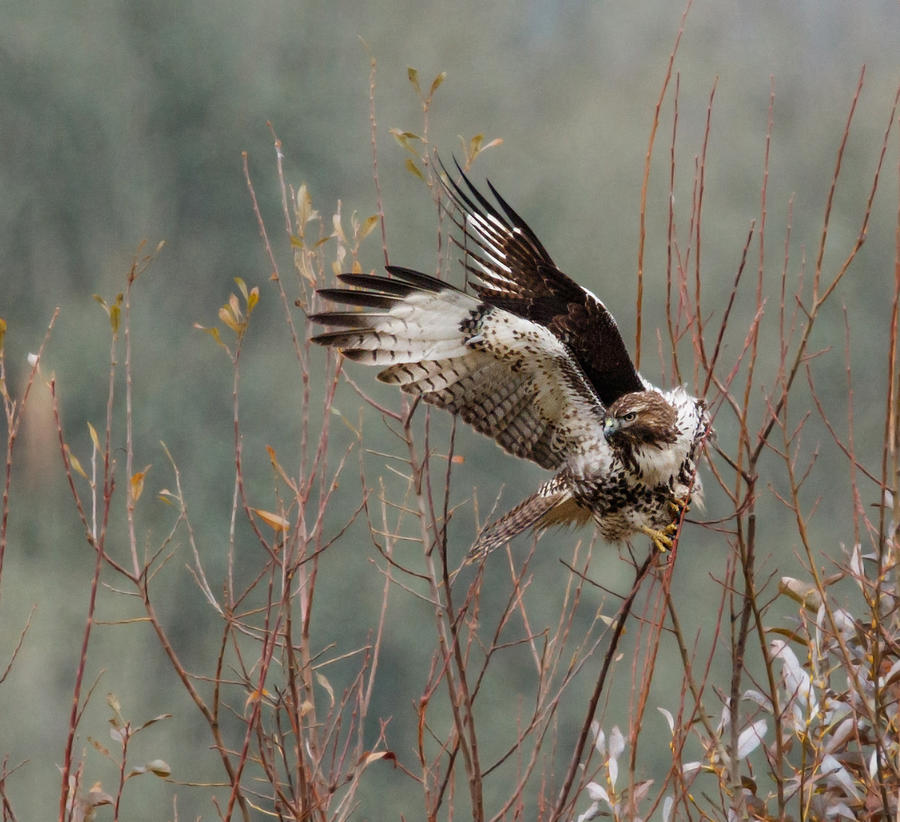 Hawk Photograph - Bird of Prey by Angie Vogel