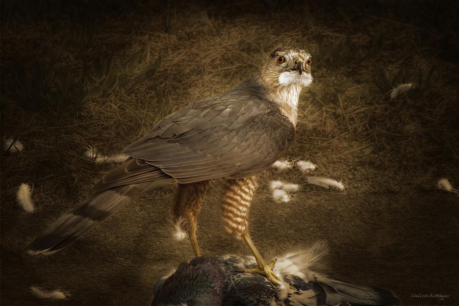 Bird of Prey Coopers Hawk Photograph by Melissa Bittinger