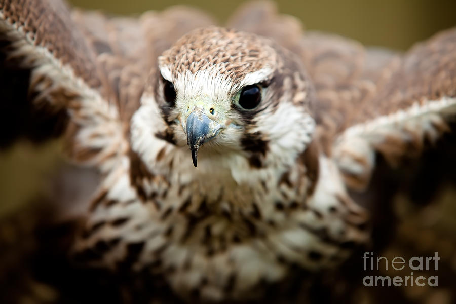 Falcon Photograph - Bird of prey flying by Simon Bratt