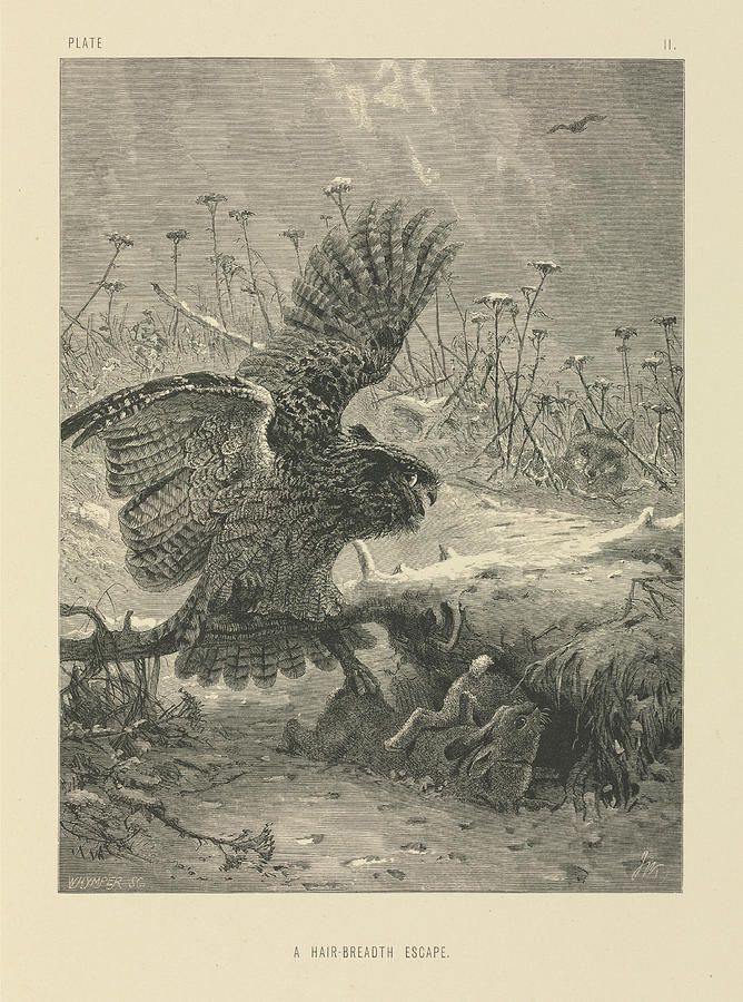 Joseph Wolf Photograph - Bird-of-prey Hunting by Natural History Museum, London/science Photo Library