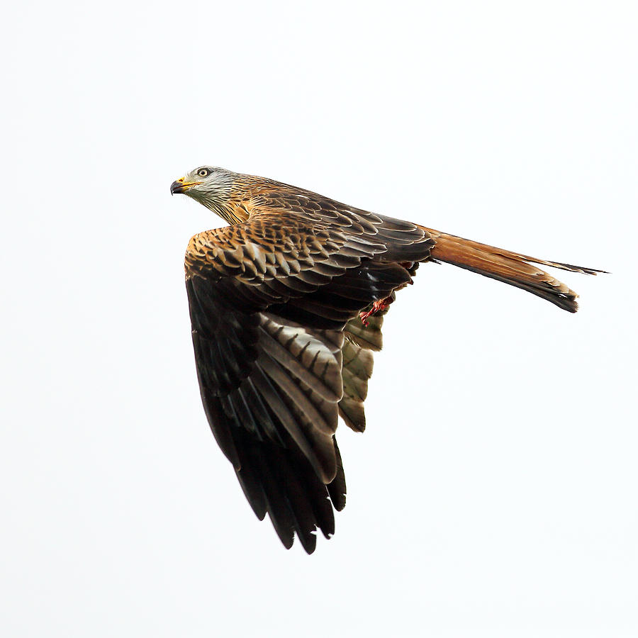 Bird of prey in flight Photograph by Grant Glendinning