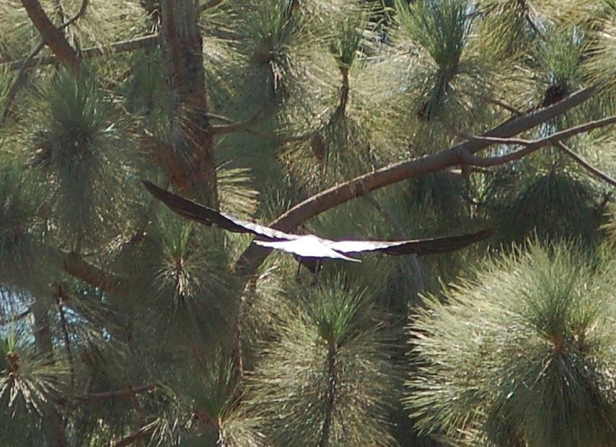 Bird of Prey In-Flight Photograph by Linda Brody