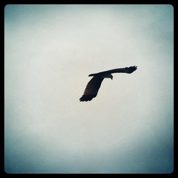 Bird Photograph - Bird of Prey by James McCartney