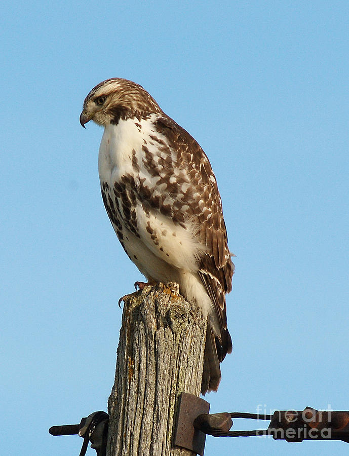 Hawk Photograph - Bird of Prey on the Hunt by Andrea Kollo