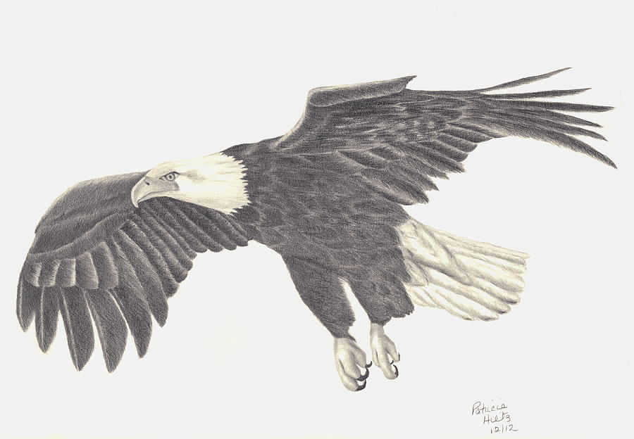 Bird of Prey Drawing by Patricia Hiltz