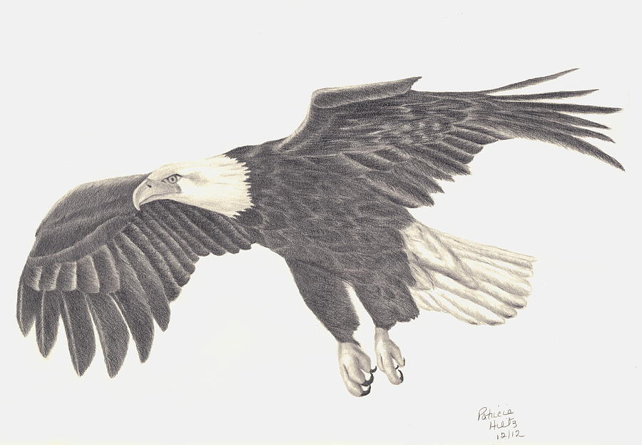 Bird Of Prey Drawing by Patricia Hiltz