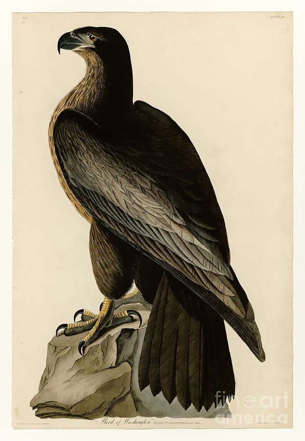 Bird of Washington Drawing by Celestial Images