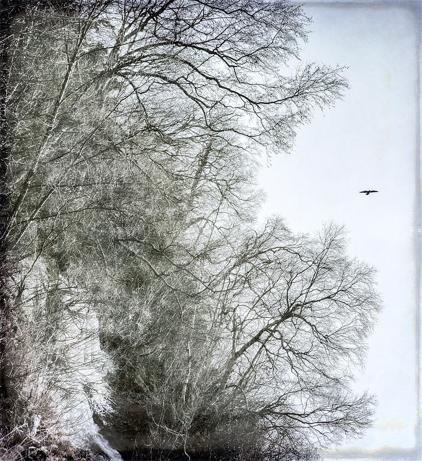 Bird of Winter Photograph by Michele Cornelius