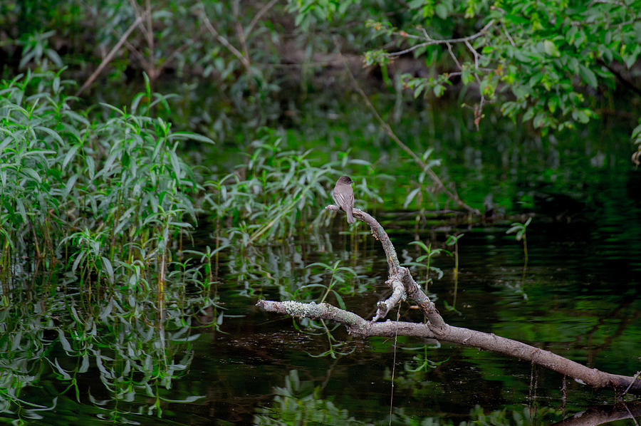 Bird on a     Branch Photograph by Jens Larsen