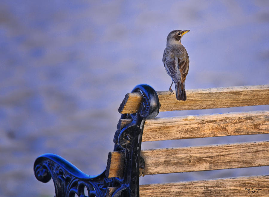 Bird on a Bench Photograph by Peg Runyan