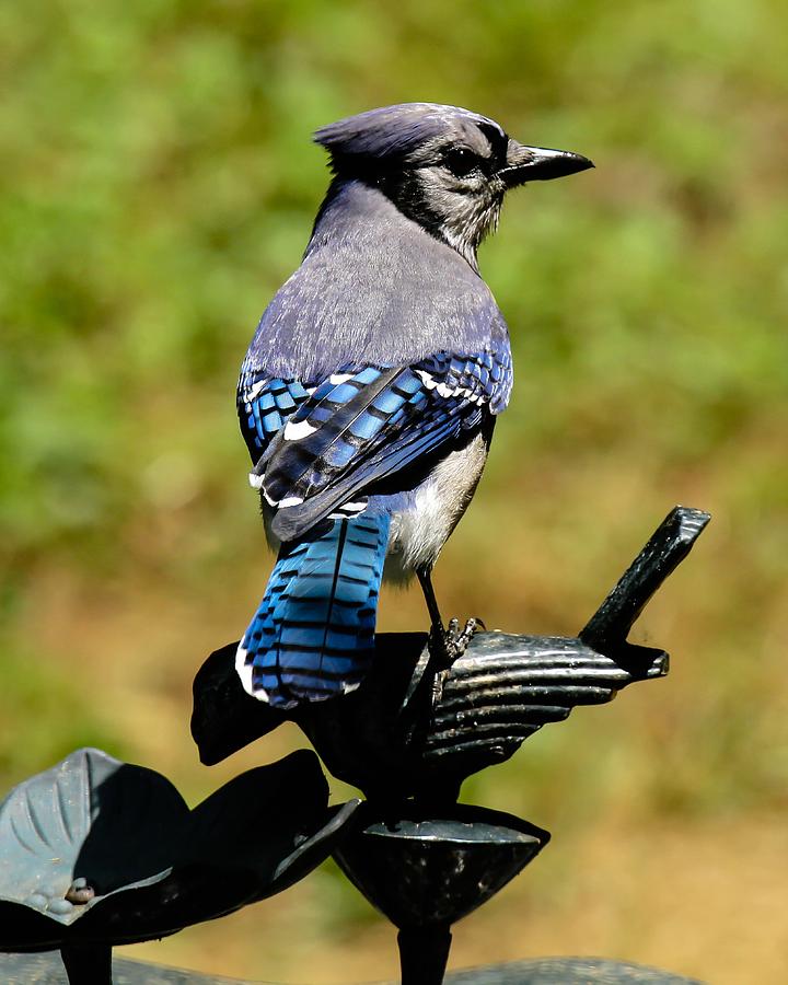 Bird on a bird Photograph by Robert L Jackson