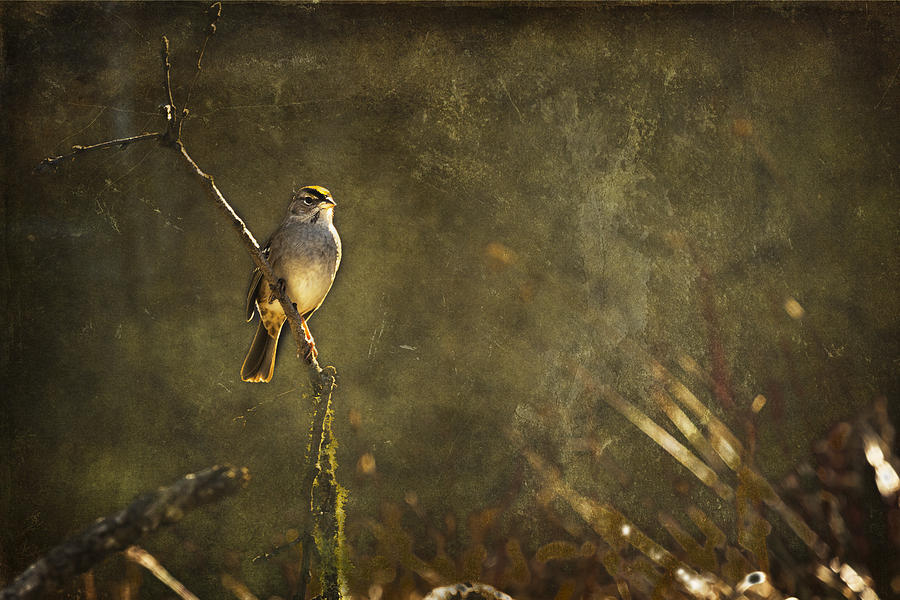 Bird on a Branch Photograph by Belinda Greb