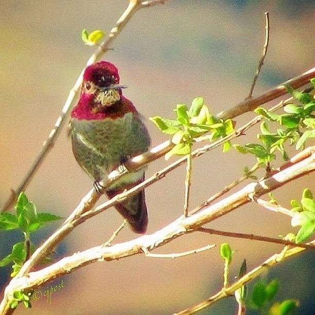 Hummingbird Photograph - Bird On A Branch by Cynthia Post