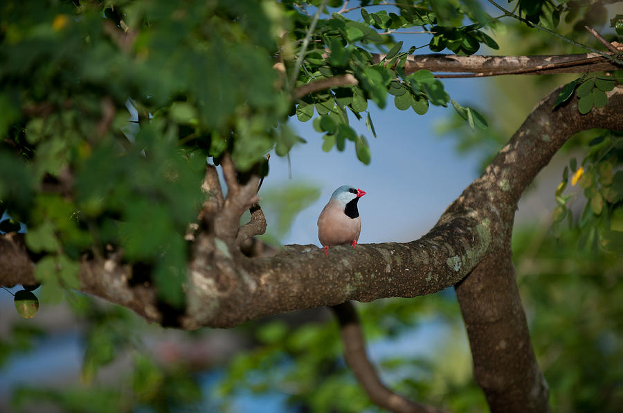 Bird On A Branch Photograph by Paul Johnson