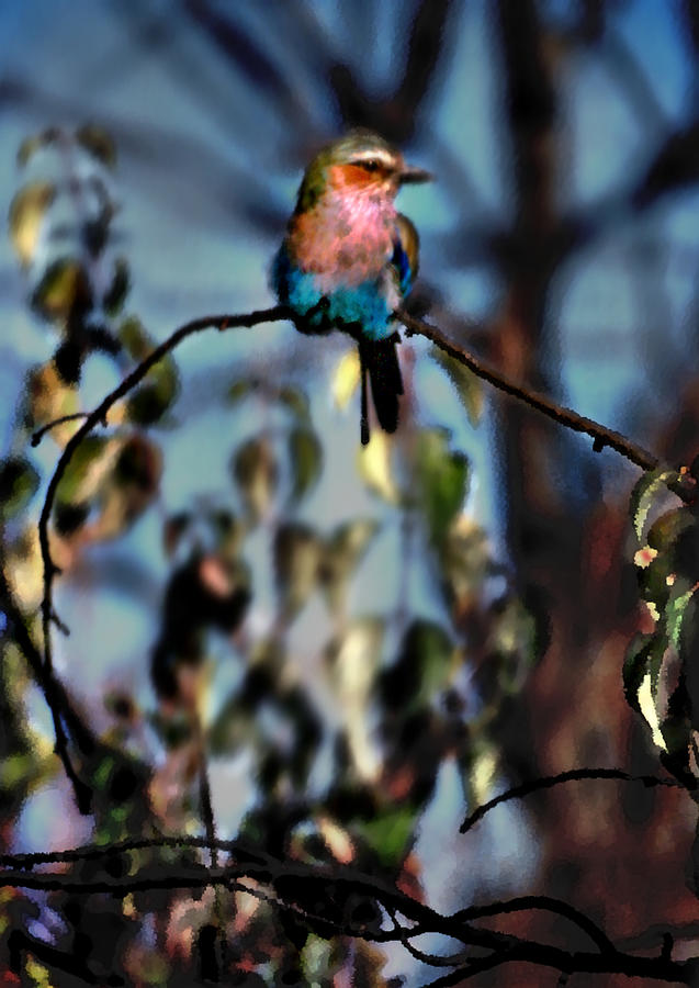 Bird on a limb Photograph by Steve Karol