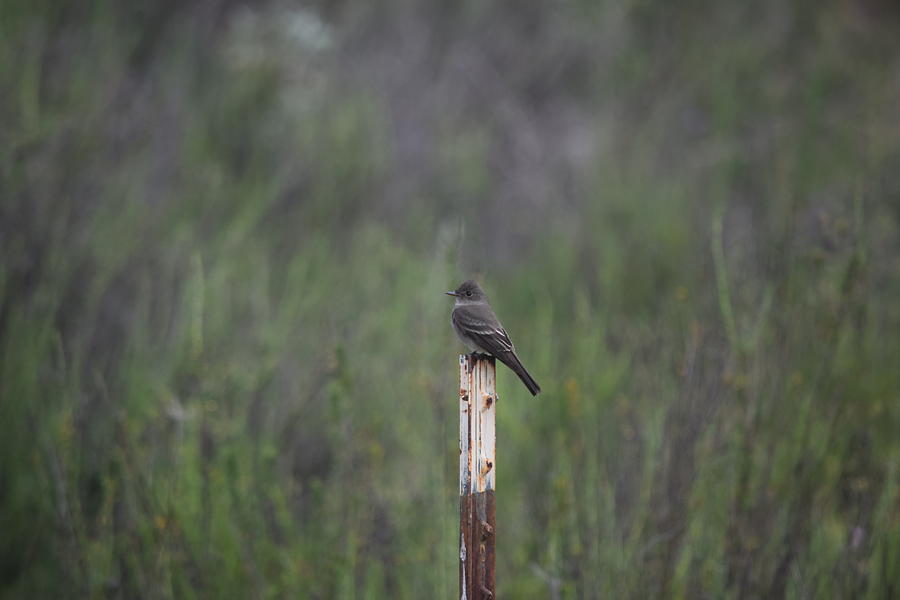 Bird On A Post Photograph
