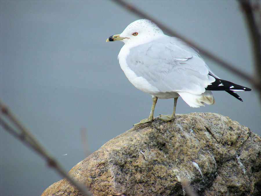 Bird On A Rock Photograph by Nicholas Small