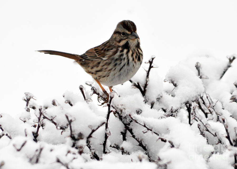 Bird On A Snowy Bush  Photograph by Lydia Holly