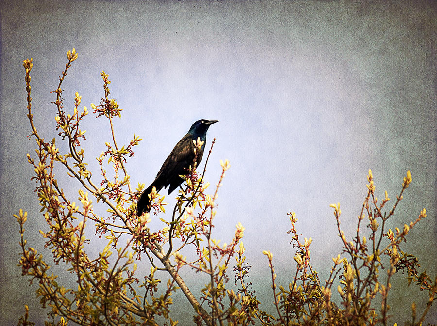 Bird on a tree Photograph by Milena Ilieva