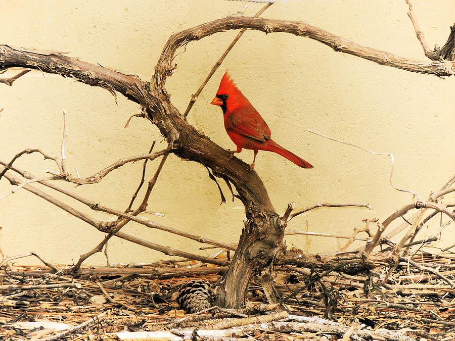 Bird on a Vine Photograph by Jayne Wilson