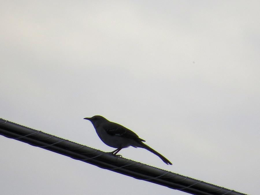 Bird Photograph - Bird on a wire by Aaron Martens