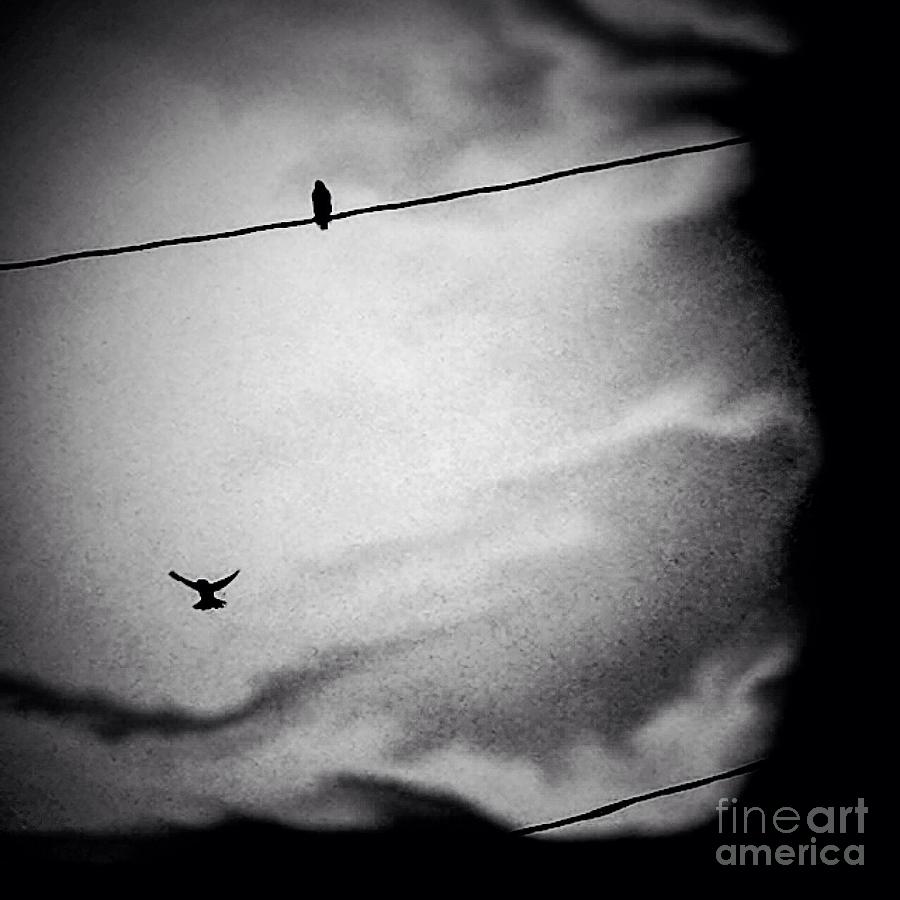 Bird On A Wire Photograph