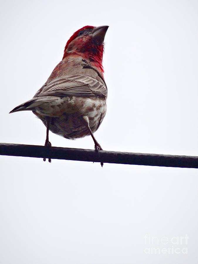 Bird On a Wire Photograph by Christopher Plummer