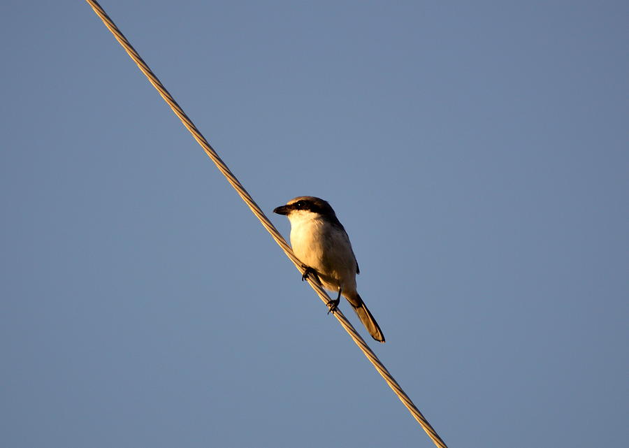 Feather Photograph - Bird on a wire by Doug Grey