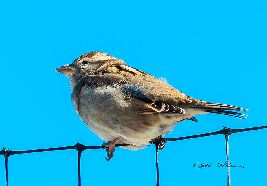 Bird On A Wire Photograph by Ed Peterson