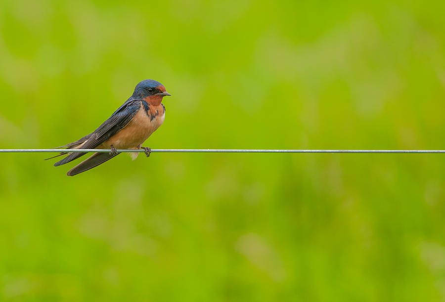 Bird on a Wire Photograph by Gerald DeBoer