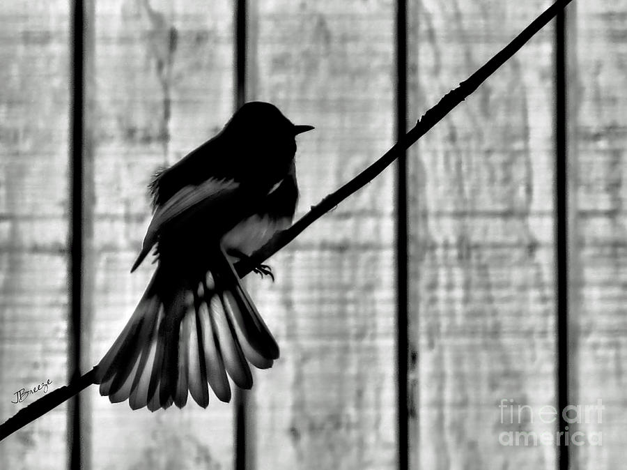 Bird on a Wire I Photograph by Jennie Breeze