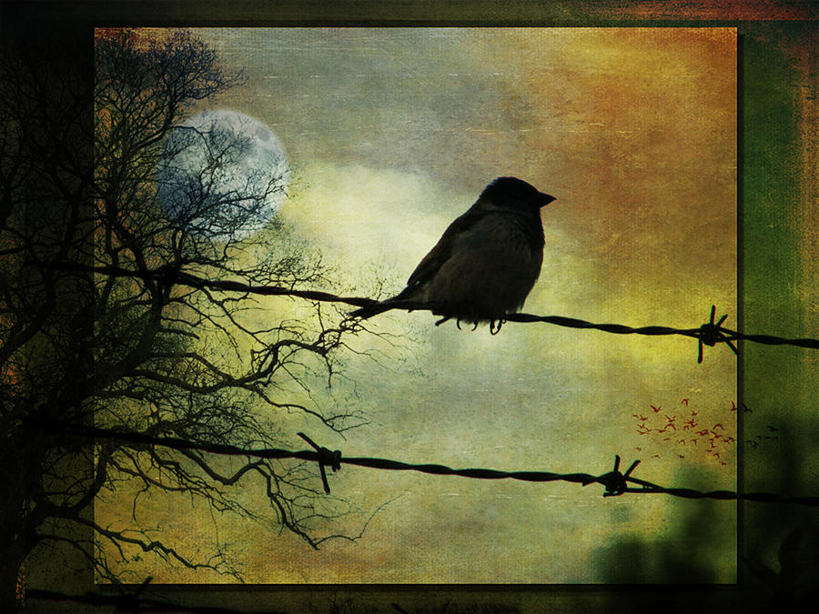 Music Photograph - Bird on a Wire by Marie Gale
