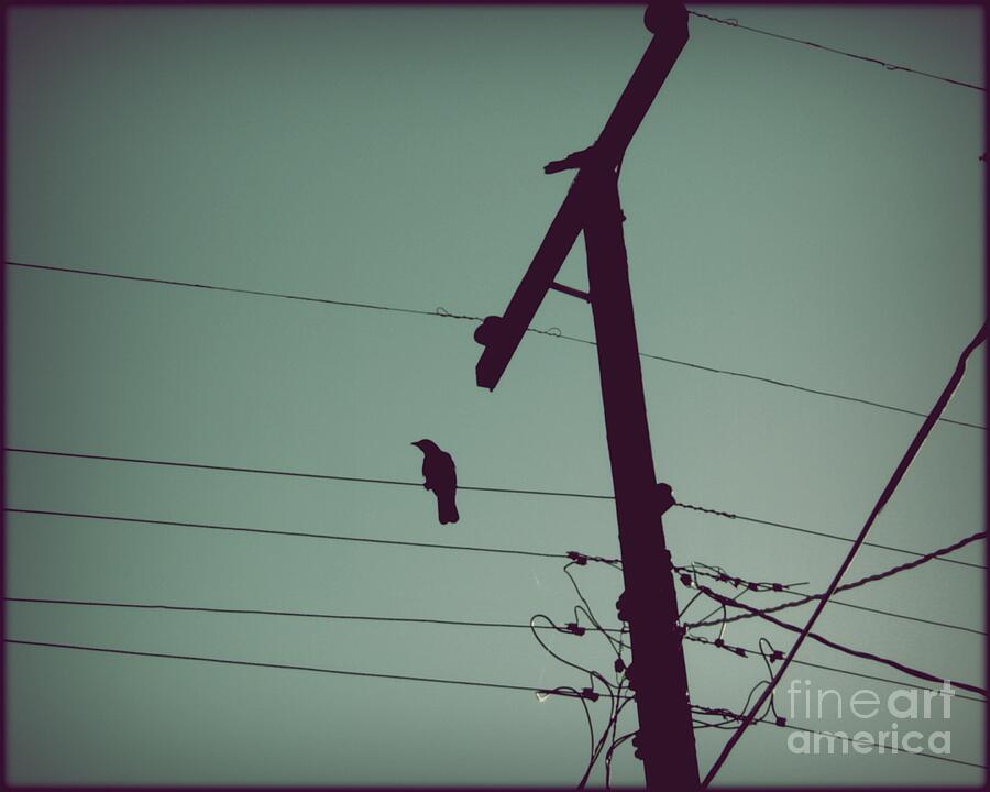 Bird on a Wire Photograph by Patricia Strand - Fine Art America