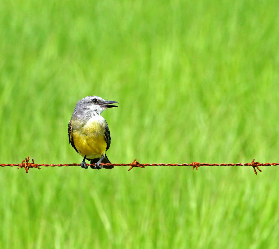 Bird on a Wire Photograph by Peggy Collins