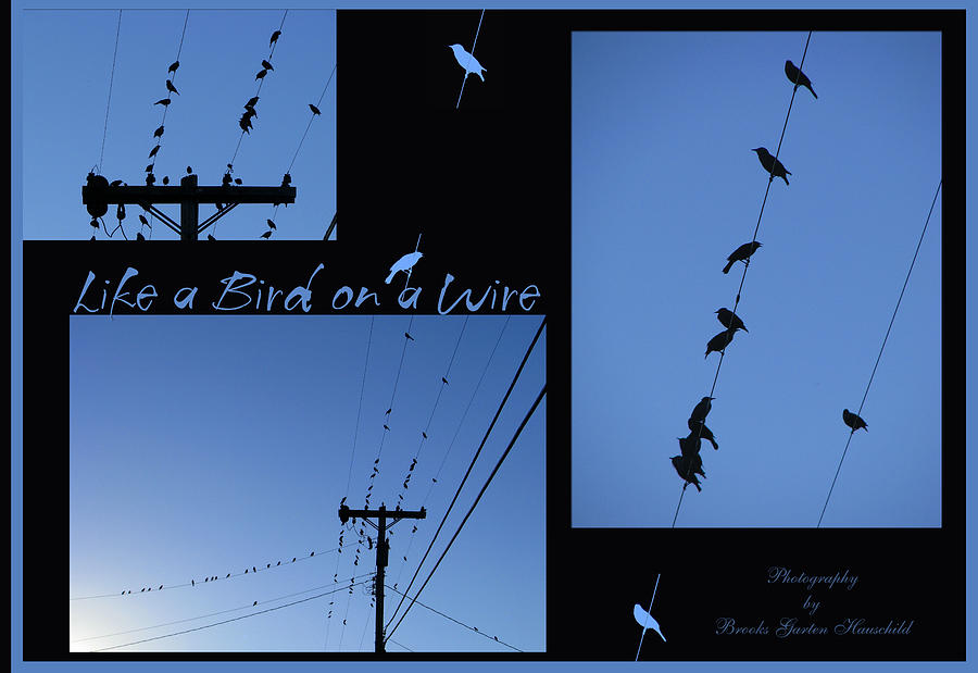 Bird on a Wire - Photo Collage - Avian Art with Text Photograph by Brooks Garten Hauschild