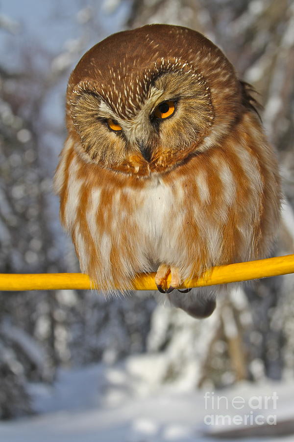 Owl Photograph - Bird On A Wire by Rick  Monyahan