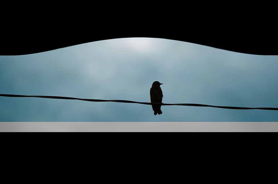Bird On A Wire Photograph by Steven Michael